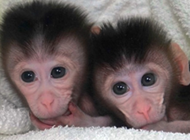 Macacos bebés gemelos modificados geneticamente