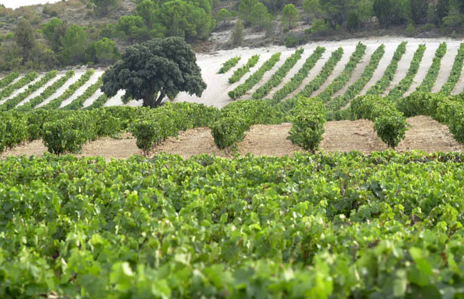 Viñas de la bodega Vega Sicilia, en la Ribera del Duero
