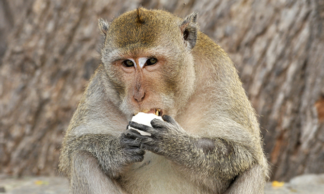 Una investigación realizada con monos rhesus ha demostrado que reducir un 30% la ingesta de calorías, durante 25 años, reduce -hasta tres veces-  el riesgo de muerte