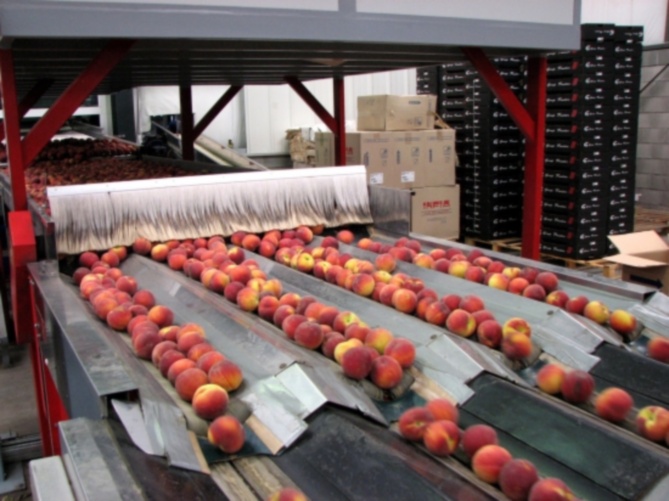 Consumim menys préssecs i nectarines Ràdio Lleida Cadena SER