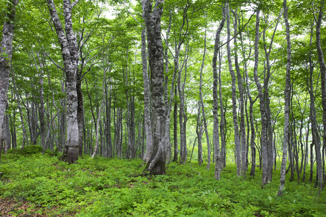 Cortafuegos verdes para evitar incendios | Ciencia y tecnología | Cadena SER