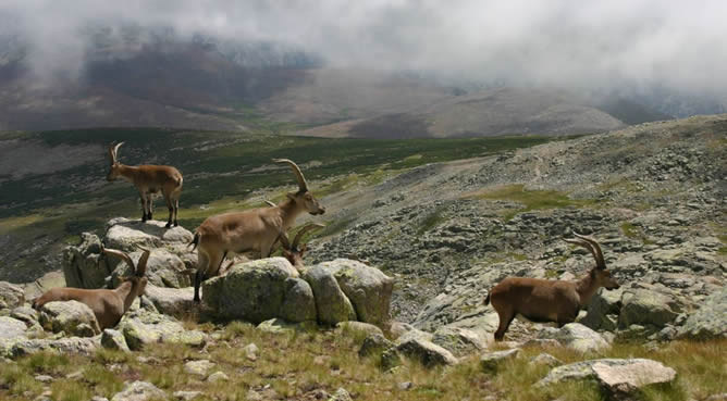 Cabras montesas en la Sierra de Gredos (Ávila)