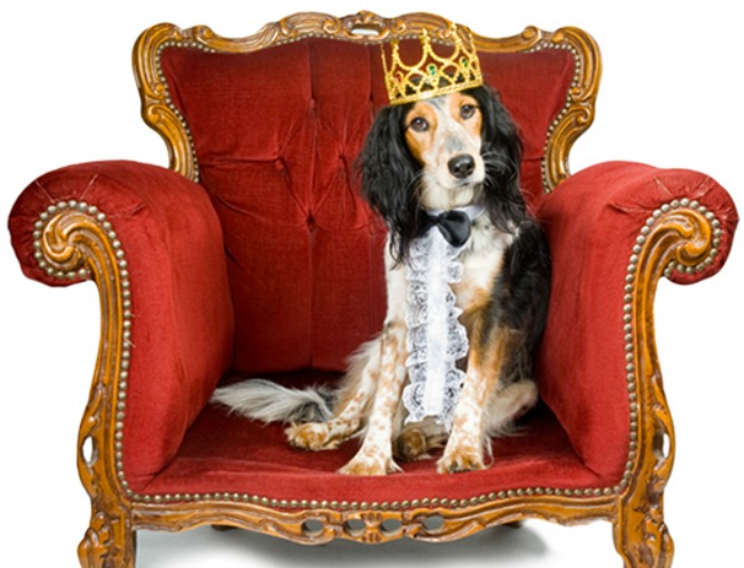 El perro, en muchos hogares el rey de la casa.