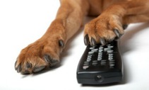 ¿Y si tu perro coge el mando de la tele?