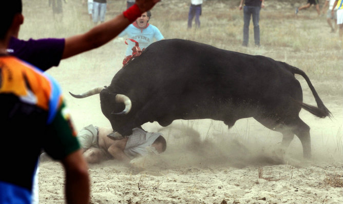 El toro "Elegido" engancha a un participante en el Torneo del Toro de la Vega que se ha celebrado en Tordesillas (Valladolid)