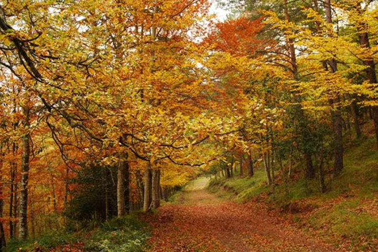 10 bosques maravillosos por los que pasear en otoño | Viajes | Cadena SER