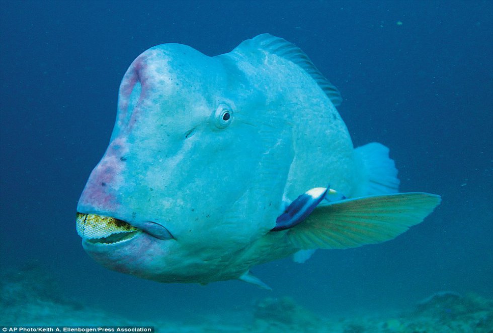 Los animales más feos del mundo | Fotogalería | Ciencia y tecnología ...