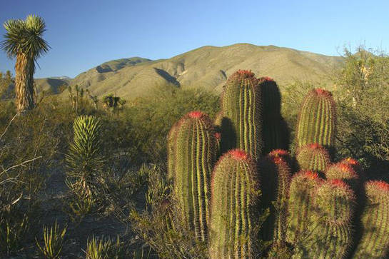 Desierto de Chihuahua