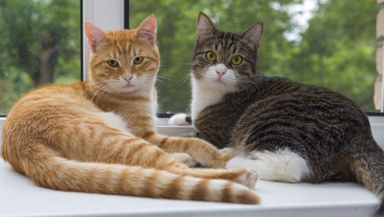 Gatos: Diez curiosidades sobre el comportamiento de los gatos | Sociedad | Cadena SER
