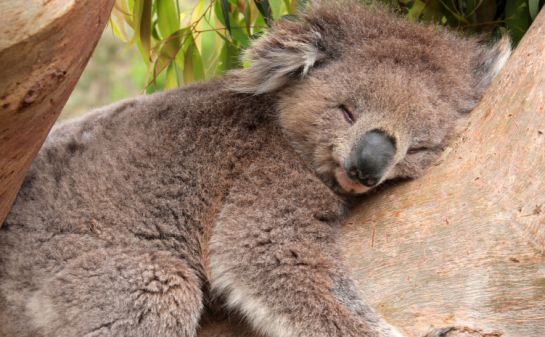 Los Seis Animales Del Planeta Que Mas Duermen Segun Los Cientificos Ciencia Y Tecnologia Cadena Ser