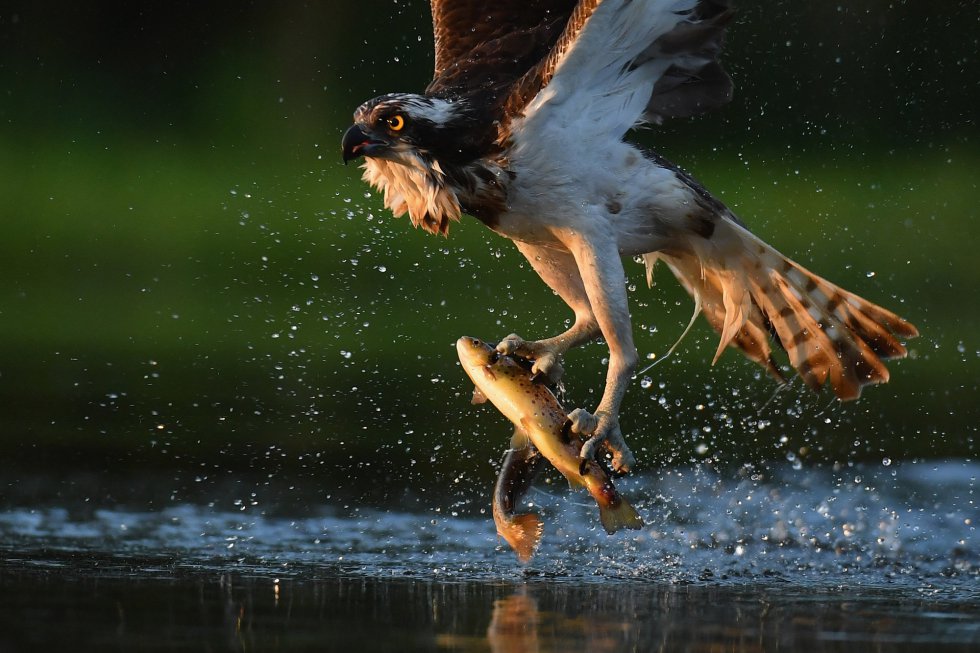 El águila pescadora, acróbata y buceadora Fotogalería Ciencia y tecnología Cadena SER El águila pescadora, acróbata y buceadora Fotogalería Ciencia y tecnología Cadena SER