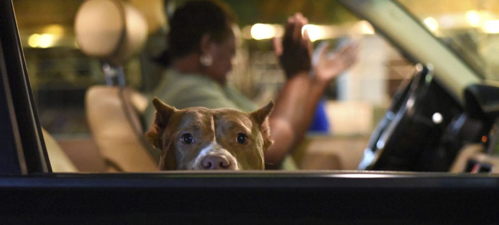 ELX22 CHARLOTTE (ESTADOS UNIDOS) 23/09/2016.- Un perro se asoma a la ventanilla de un coche durante una protesta en el centro de Charlotte en Carolina del Norte (Estados Unidos) ayer, 22 de septiembre de 2016. Cientos de personas protestaron en las calles de una militarizada Charlotte en la tercera noche de manifestaciones raciales pese a que rige un toque de queda decretado después del fallecimiento del hombre herido de bala este miércoles. EFE/Caitlin Penna ELX22 CHARLOTTE (ESTADOS UNIDOS) 23/09/2016.- Un perro se asoma a la ventanilla de un coche durante una protesta en el centro de Charlotte en Carolina del Norte (Estados Unidos) ayer, 22 de septiembre de 2016. Cientos de personas protestaron en las calles de una militarizada Charlotte en la tercera noche de manifestaciones raciales pese a que rige un toque de queda decretado después del fallecimiento del hombre herido de bala este miércoles. EFE/Caitlin Penna
