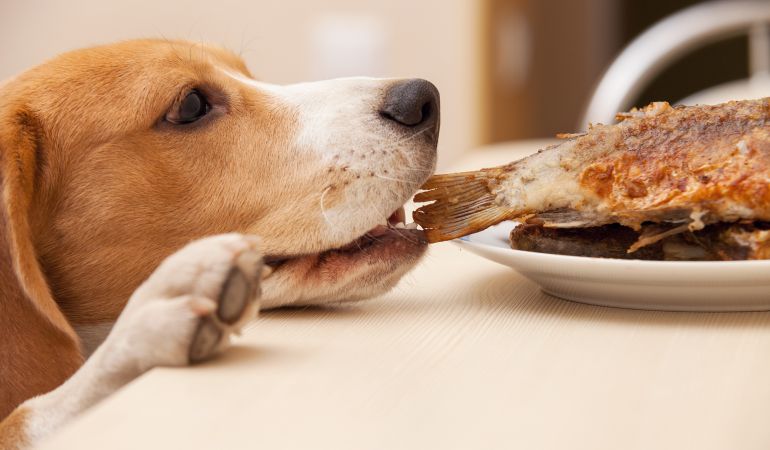 Resultado de imagen para perros piden comida