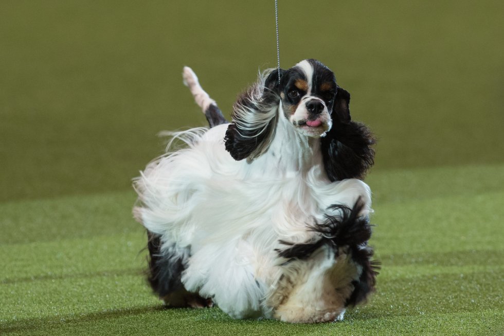 Un cocker spaniel americano llamado 'Miami' ha sido el ganador del primer premio en la exhibición canina británica 'Crufts', considerada la más importante del mundo y que se ha celebrado en Birmingham este pasado domingo. Un cocker spaniel americano llamado 'Miami' ha sido el ganador del primer premio en la exhibición canina británica 'Crufts', considerada la más importante del mundo y que se ha celebrado en Birmingham este pasado domingo.