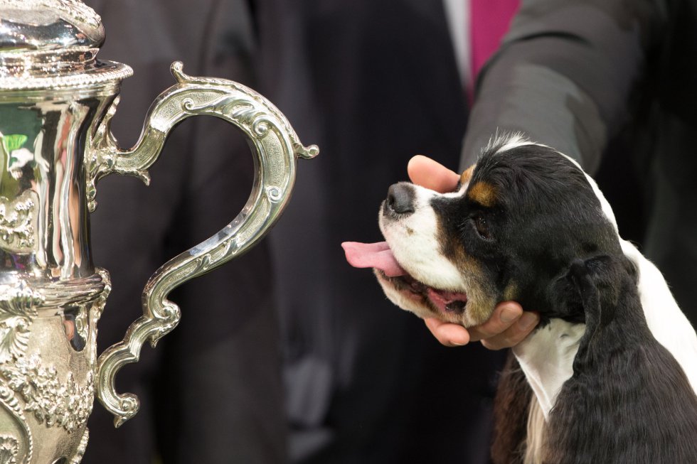 El perro, negro, blanco y marrón, cuyo nombre completo es 'Afterglow Miami Ink', fue coronado como el mejor ejemplar después de cuatro días de competir con casi 22.000 perros de 56 países. El perro, negro, blanco y marrón, cuyo nombre completo es 'Afterglow Miami Ink', fue coronado como el mejor ejemplar después de cuatro días de competir con casi 22.000 perros de 56 países.