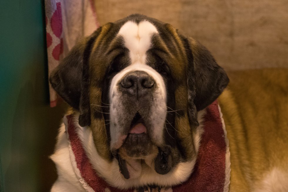 El concurso de perros Crufts se celebró por primera vez en 1891 y se considera como el más grande del mundo. El concurso de perros Crufts se celebró por primera vez en 1891 y se considera como el más grande del mundo.