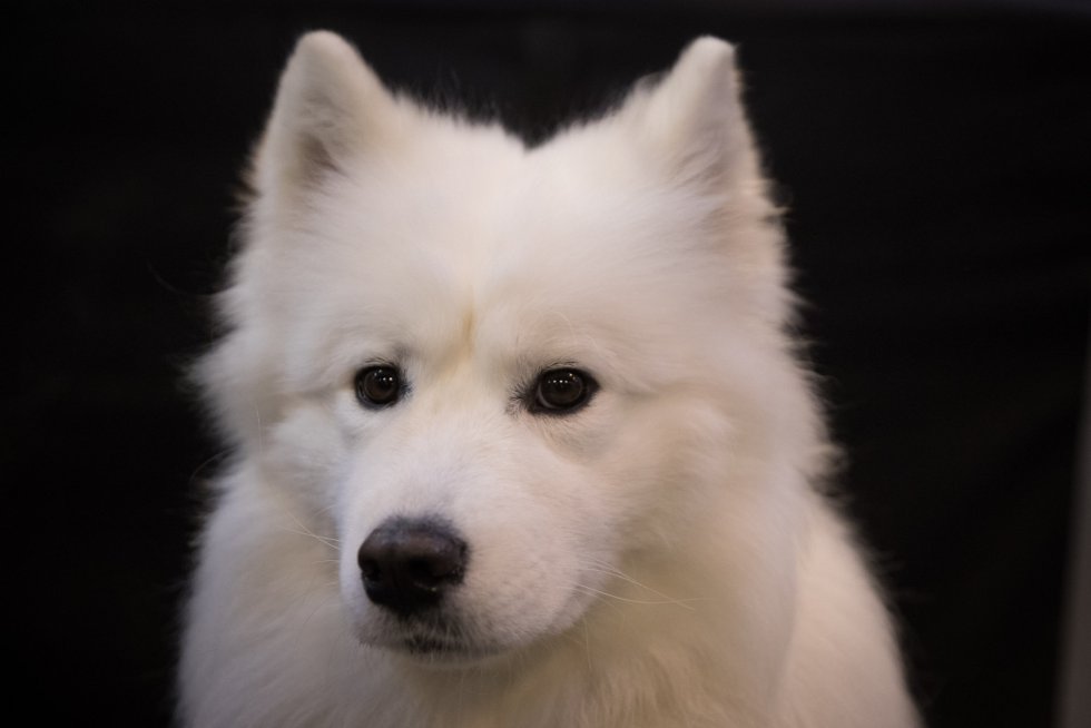 El ganador del concurso de perros más importante del mundo es... El ganador del concurso de perros más importante del mundo es...