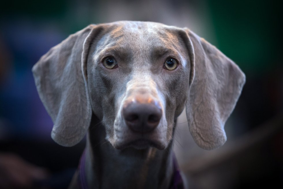 Weimaraner. Weimaraner.