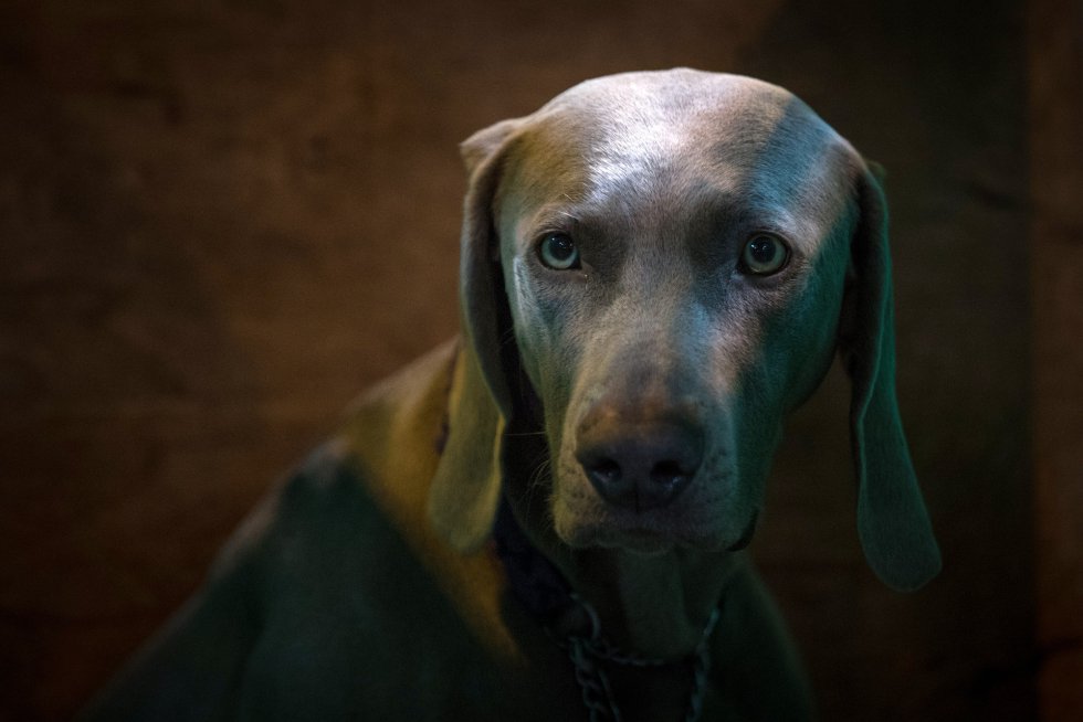 Weimaraner. Weimaraner.