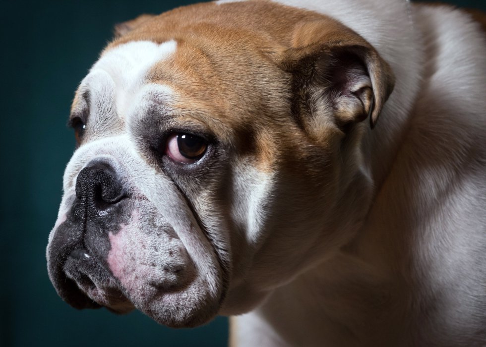 Betty, bulldog inglés de 2 años. Betty, bulldog inglés de 2 años.