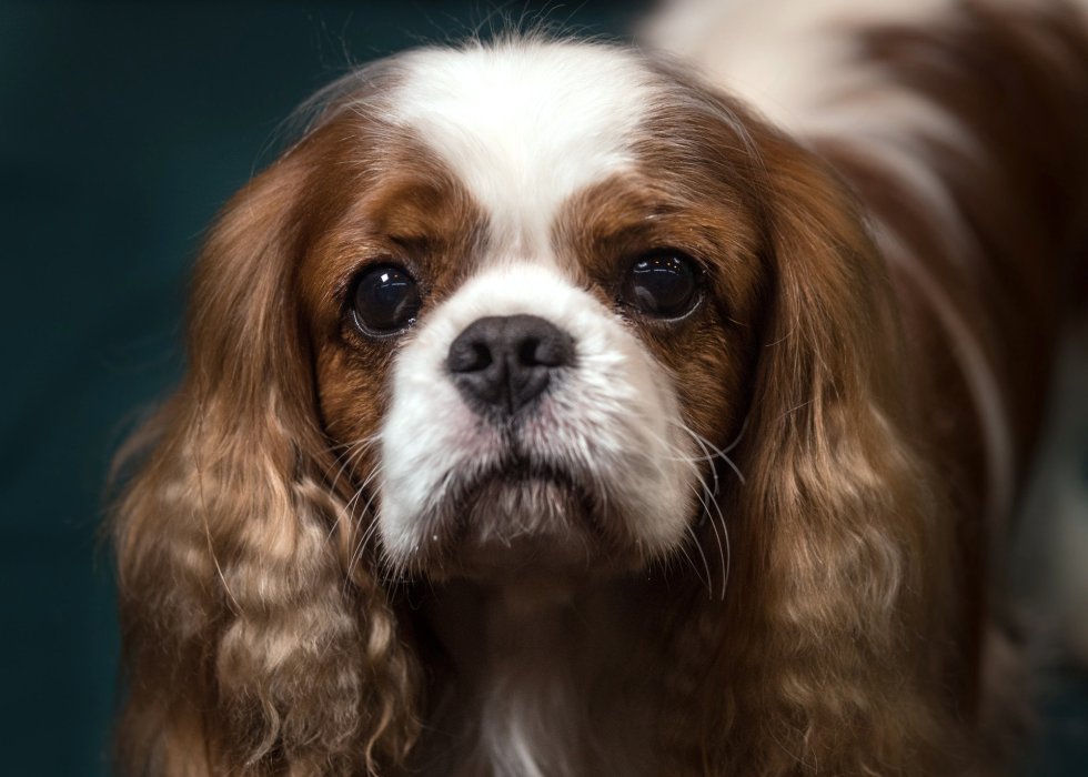 Kenzo, Cavalier King Charles Spaniel de 3 años. Kenzo, Cavalier King Charles Spaniel de 3 años.