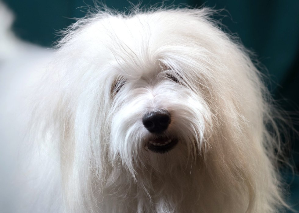 Paddington, un perro miniatura de la raza Cotón de Tuléar de 18 meses. Paddington, un perro miniatura de la raza Cotón de Tuléar de 18 meses.
