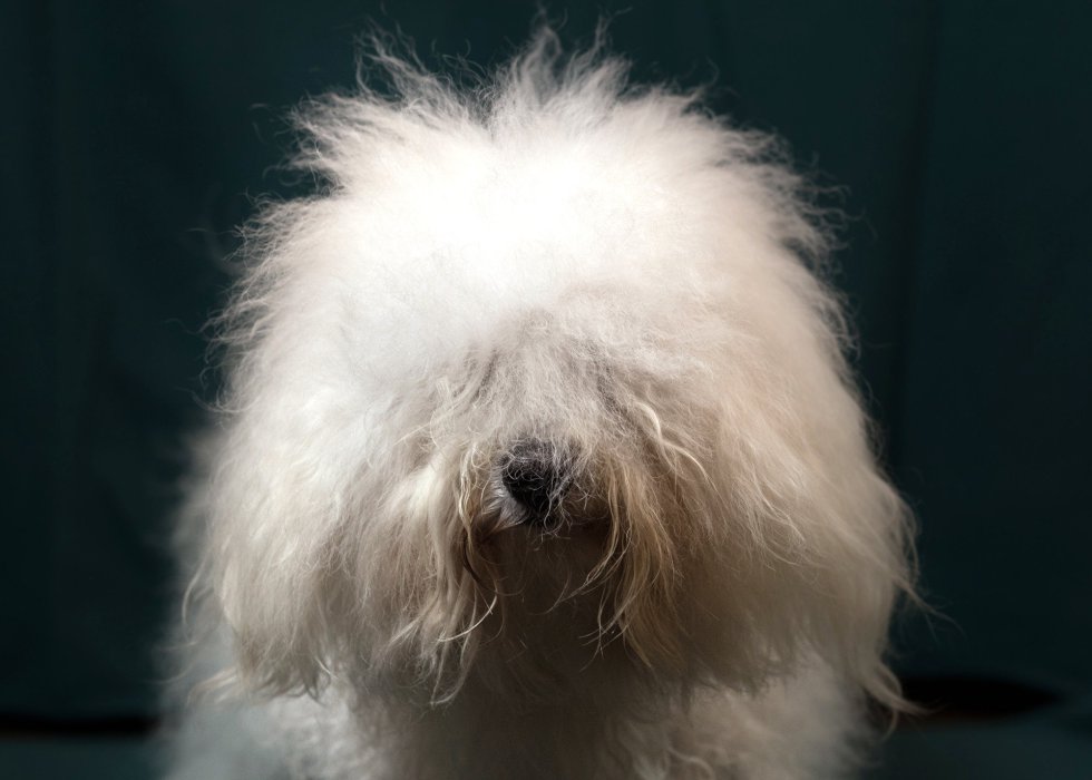 Bentley, perro de raza boloñesa de 3 años. Bentley, perro de raza boloñesa de 3 años.