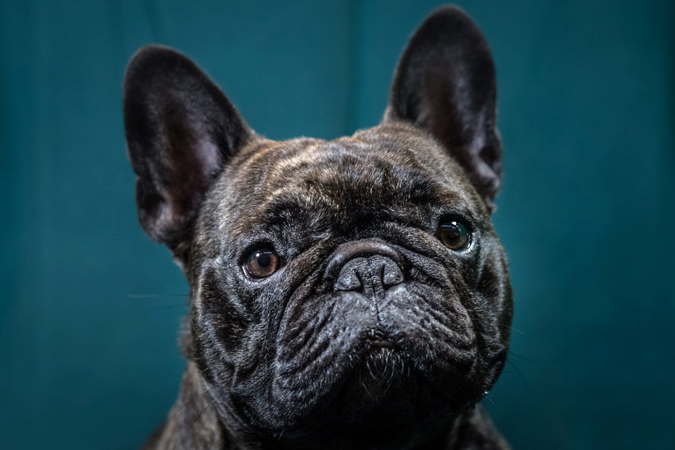 Freddie, bulldog francés de 2 años. Freddie, bulldog francés de 2 años.