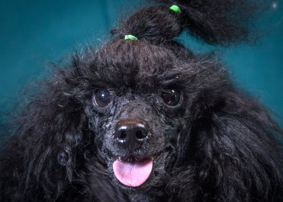 Jackson, de la raza poodle toy, tiene 2 años. Jackson, de la raza poodle toy, tiene 2 años.