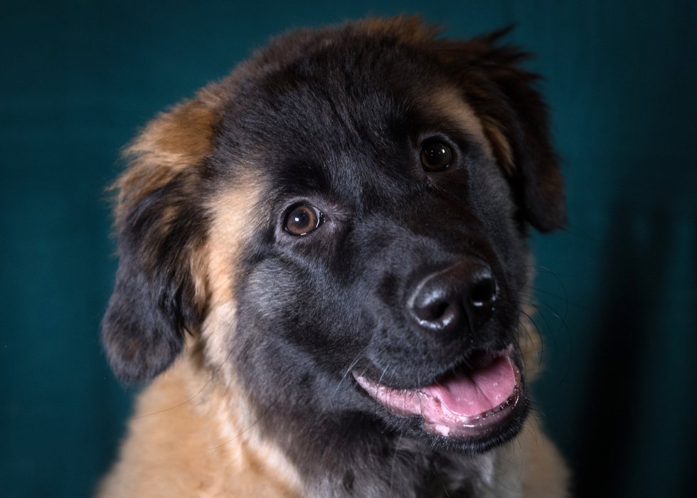 Luca, de la raza portuguesa de la Sierra de Estrela, de 6 meses. Luca, de la raza portuguesa de la Sierra de Estrela, de 6 meses.