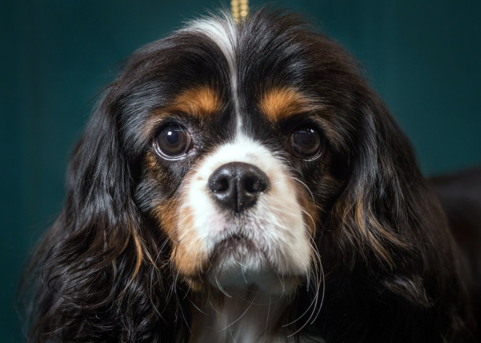 Mork, un Cavalier King Charles Spaniel de 9 meses. Mork, un Cavalier King Charles Spaniel de 9 meses.