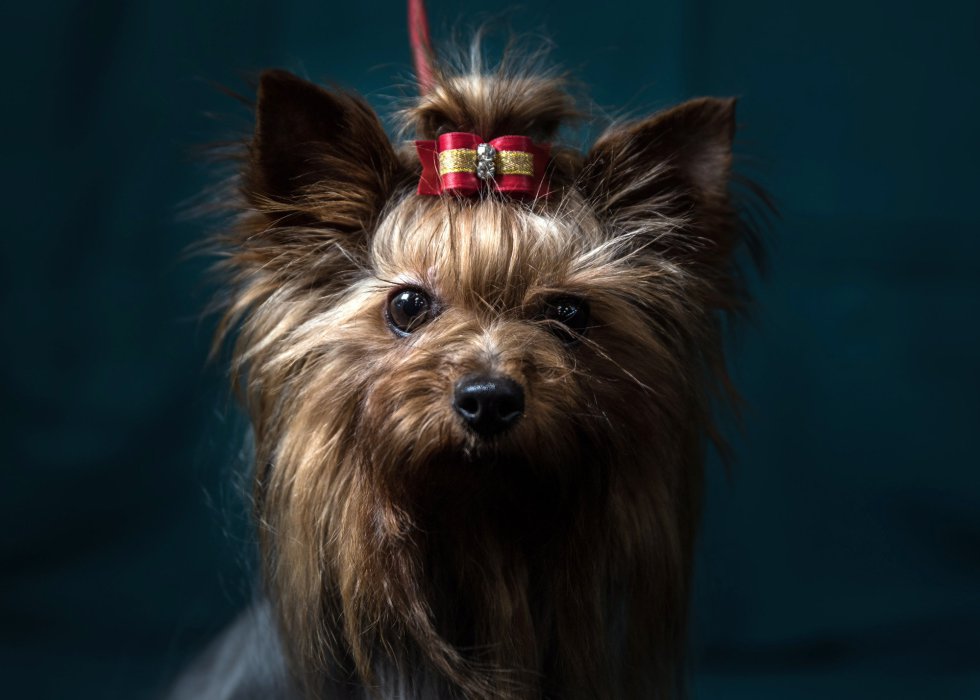 Abfab, Yorkshire Terrier de 2 años. Abfab, Yorkshire Terrier de 2 años.