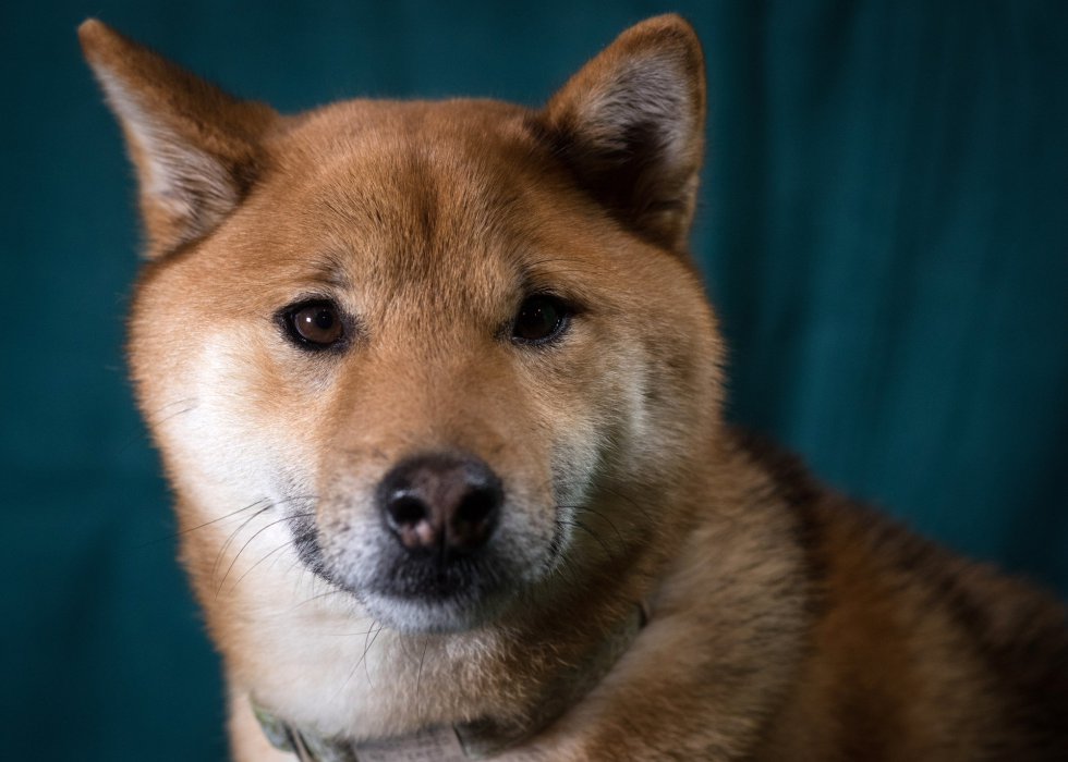 Oki, un Shiba Inu japonés. Oki, un Shiba Inu japonés.