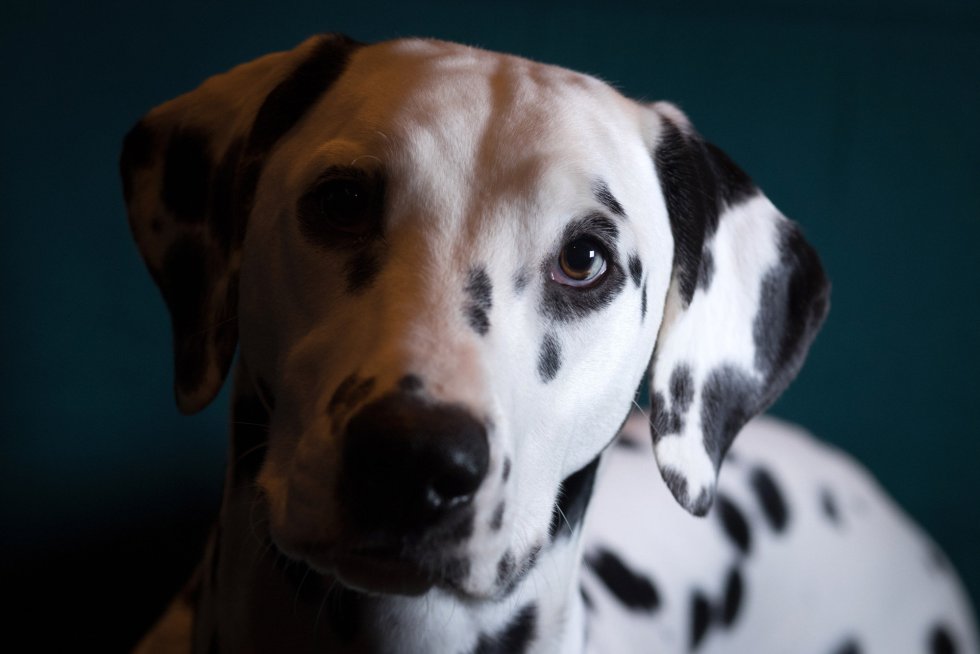 Saga, dálmata de 10 meses. Saga, dálmata de 10 meses.