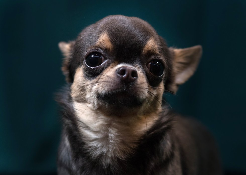 Lamby, Chihuahua de 18 meses. Lamby, Chihuahua de 18 meses.