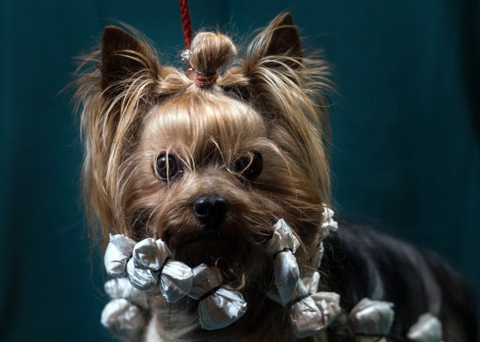 Louis, Yorkshire Terrier de dos años. Louis, Yorkshire Terrier de dos años.