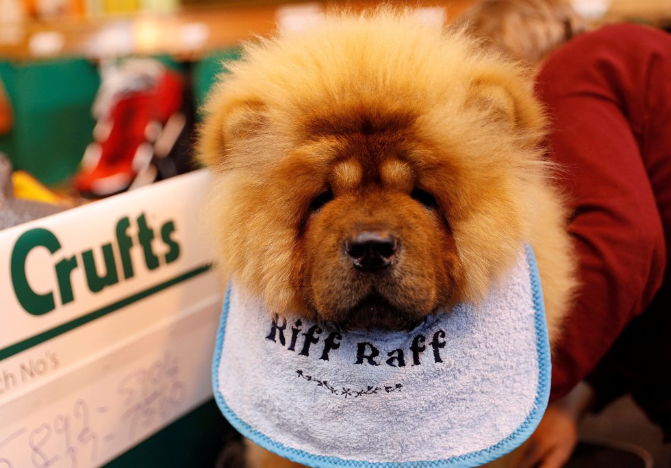 Un Chow Chow. Un Chow Chow.