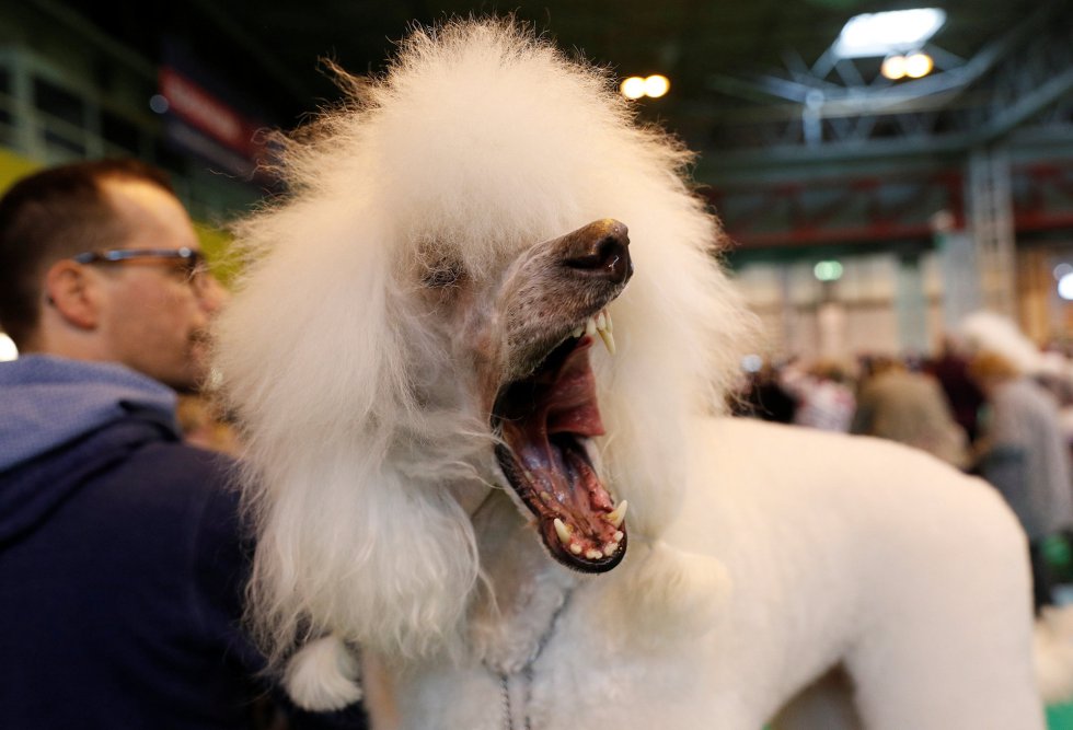 Un Standard Poodle bosteza. Un Standard Poodle bosteza.