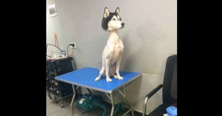 Husky siberiano pelado Clearance