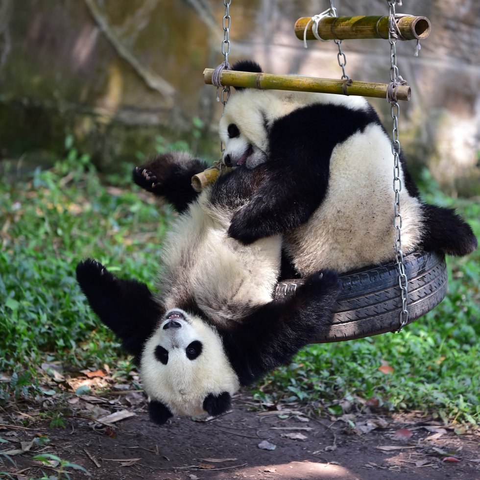 El Primer Cumple De Los Osos Panda Gemelos Fotogaleria Ciencia Y Tecnologia Cadena Ser