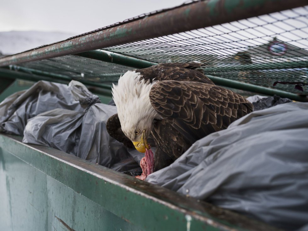 Imagen captada por el fotógrafo Corey Arnold, ganador del primer premio de la categoría 'Nature - Singles'. La foto muestra una águila calva mientras se deleita con restos de carne en los contenedores de basura de un supermercado en Dutch Harbor, Alaska, EE.UU., el 14 de febrero de 2017. Imagen captada por el fotógrafo Corey Arnold, ganador del primer premio de la categoría 'Nature - Singles'. La foto muestra una águila calva mientras se deleita con restos de carne en los contenedores de basura de un supermercado en Dutch Harbor, Alaska, EE.UU., el 14 de febrero de 2017.