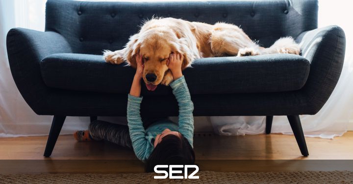 Volvere A Ver A Mi Perro Muerto