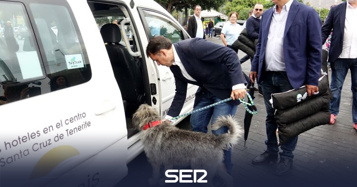 Perros Y Gatos Los Animales Domesticos Podran Viajar En Los Taxis