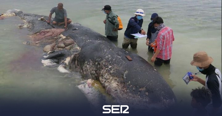 Encuentran Una Ballena Muerta Con 6 Kilos De Plastico En Su Estomago Sociedad Cadena Ser