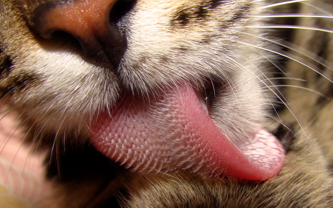 Descubren el secreto de la lengua de los gatos: así es como se asean