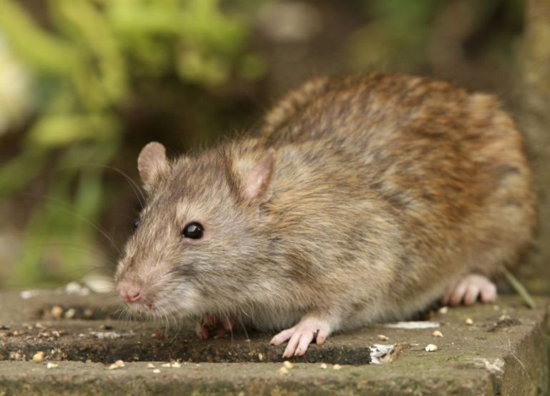 Una Plaga De Ratas Devasta Portugal Tras El Paso De Los Incendios Internacional Cadena Ser