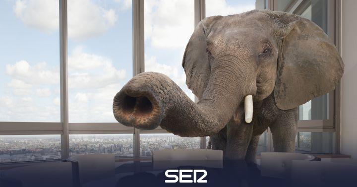 Los Politicos Y La Piel De Elefante Radio Alicante Actualidad Cadena Ser