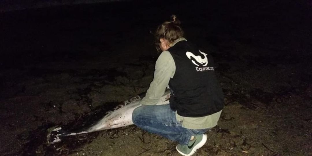 Aparece muerto un delfín en Roquetas de Mar con heridas y el nombre 'Juan' grabado en el costado