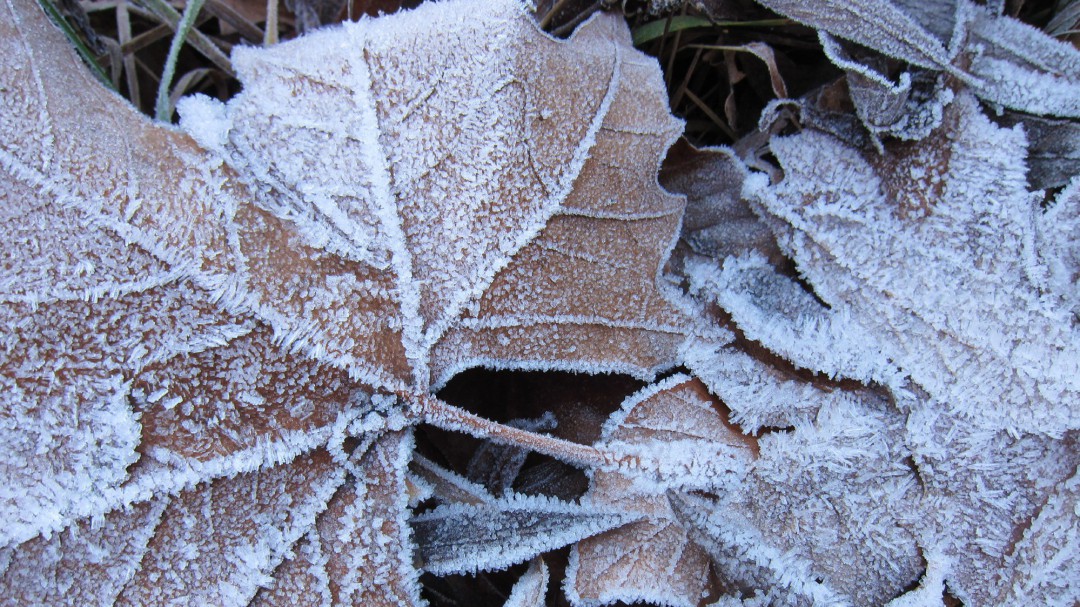 Resultado de imagen de ola de frio en el campo almendros