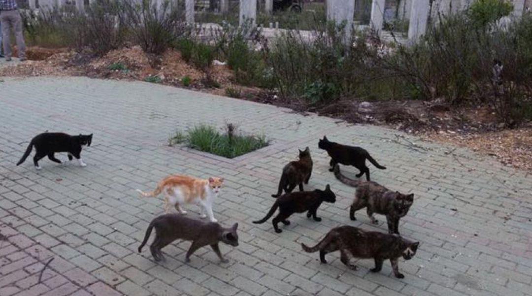 Colonia de gatos.